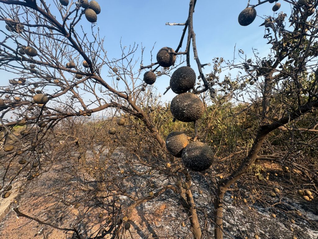 Foto incendi fruita cremada (1)