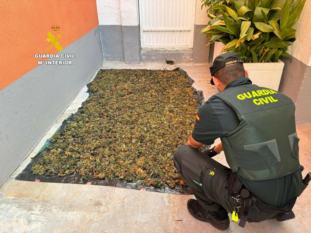 20260817. BURRIANA2. MARIHUANA