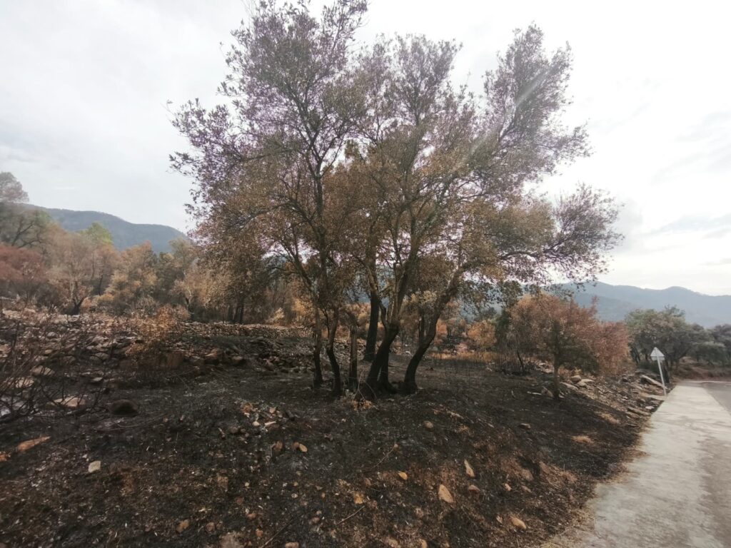 260804 VICE3 Incendio foto2