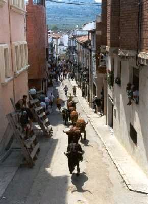 Bous Albocasser