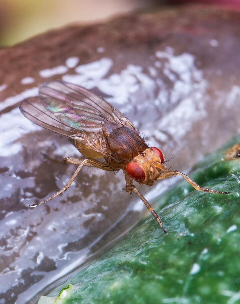 Drosophila melanogaster isometric