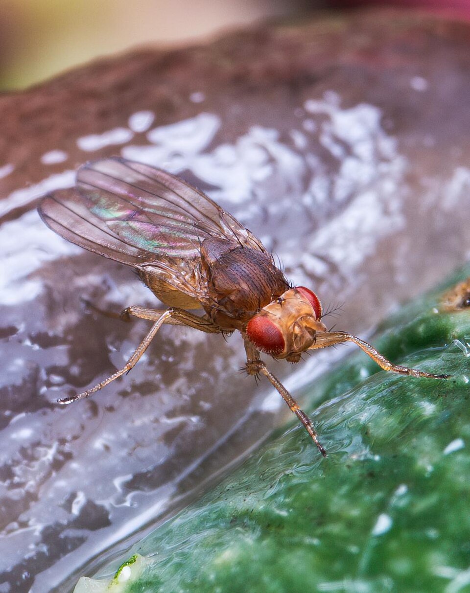 Drosophila melanogaster isometric