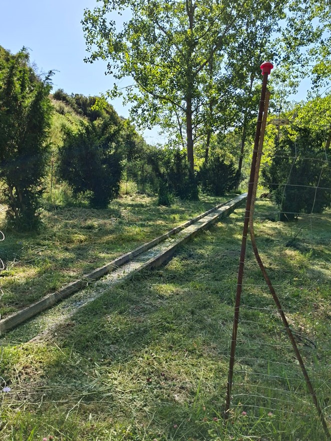 Bosque de tejoRedNatura3