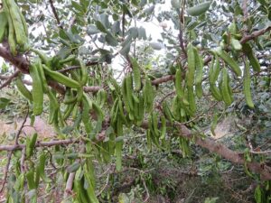 Algarroba mediterranea