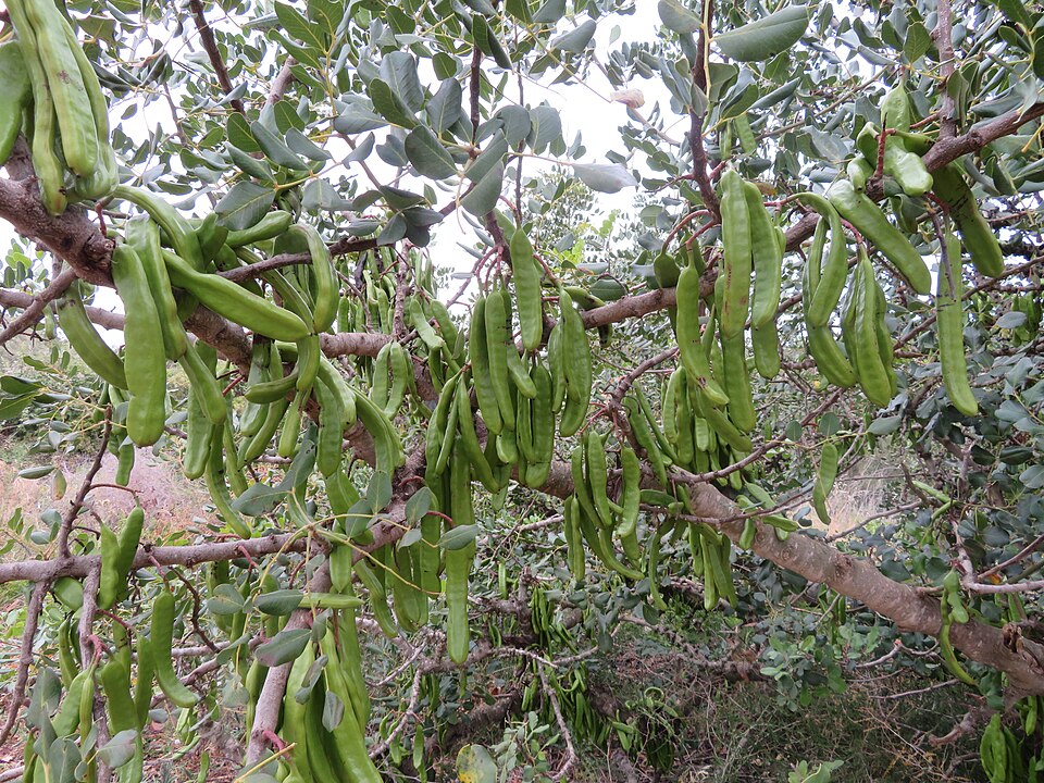 Algarroba mediterranea