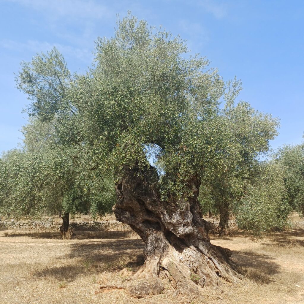 Oliveres