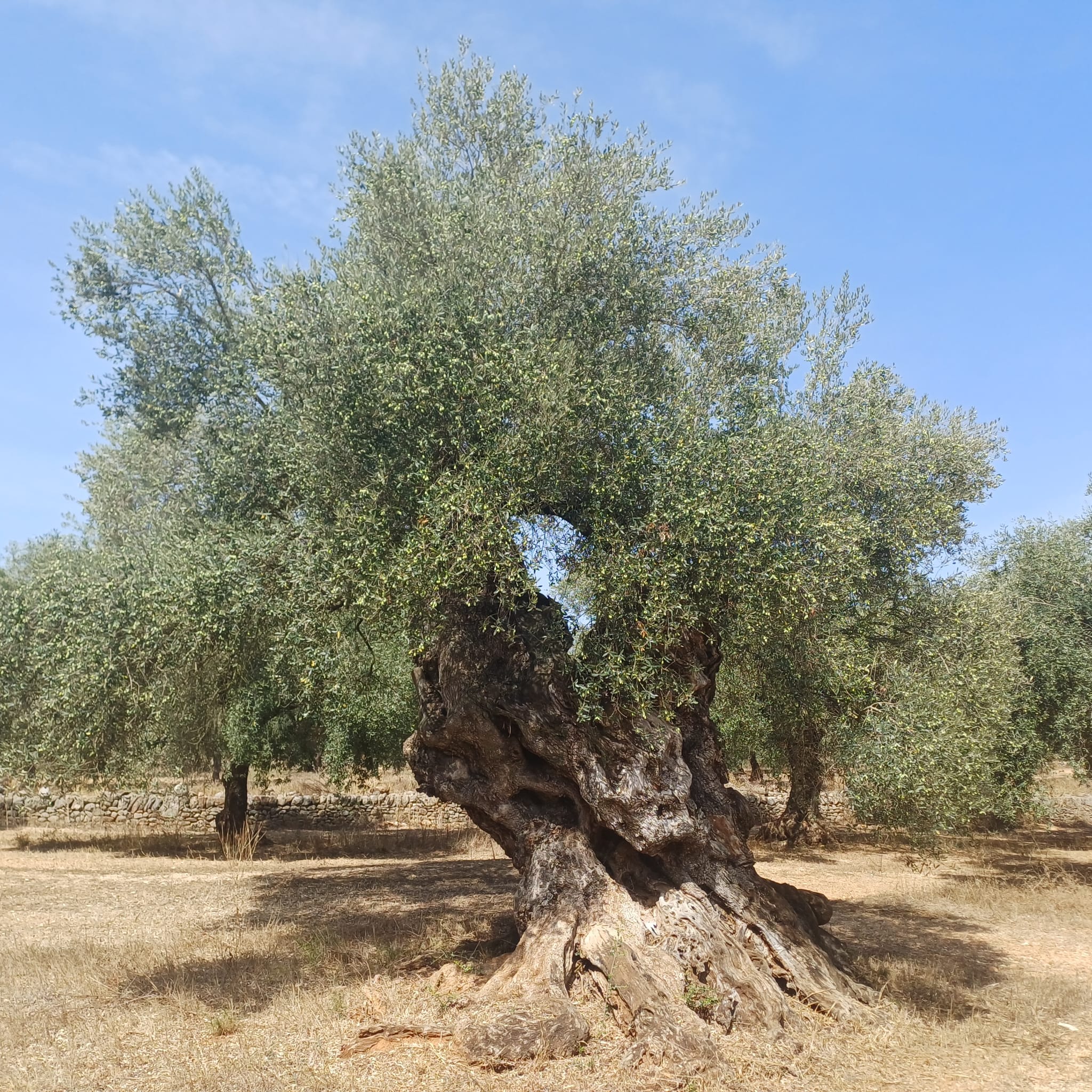 Oliveres