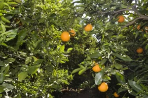 Ava asaja naranjas