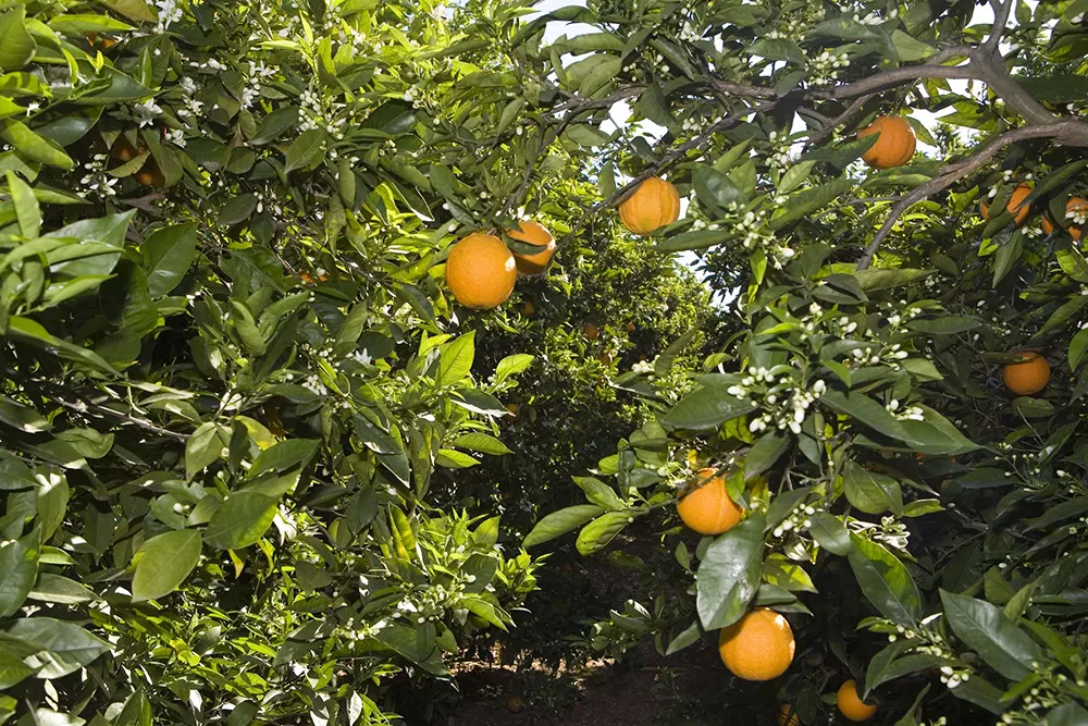 Ava asaja naranjas