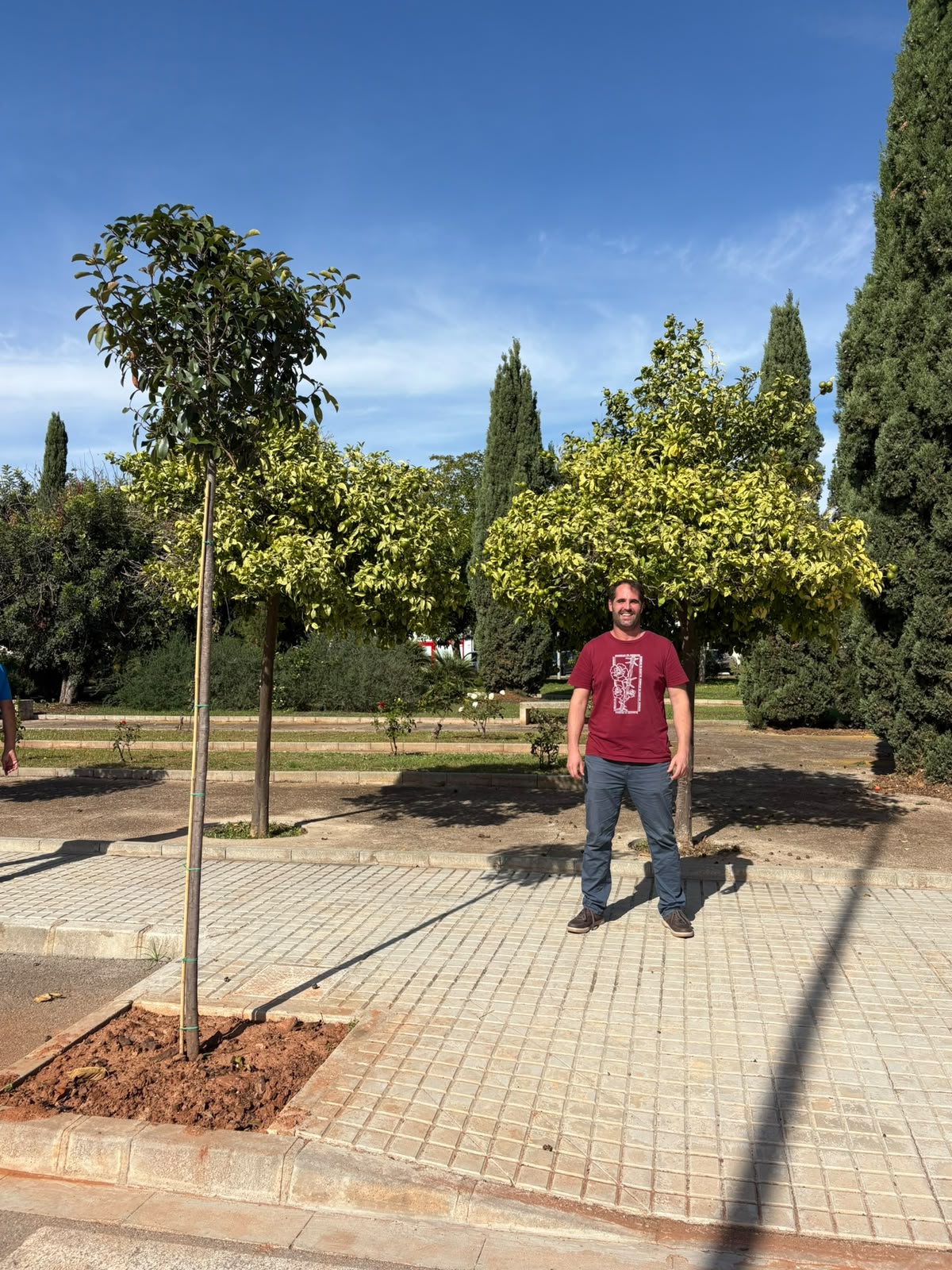 Plantacio arbres