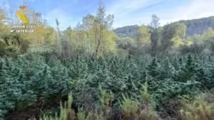 Marihuana cirat