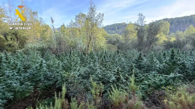 Marihuana cirat
